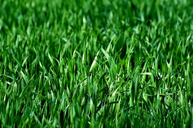 למה כדאי להתקין בחצר דשא סינטטי?