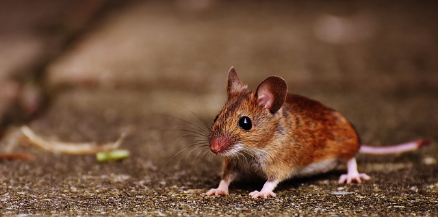 הדברת עכברים – מה אנחנו יכולים לעשות מול עכברים