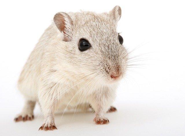 הדברת עכברים – 3 נקוודת חשובות
